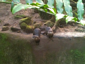 Otters in the rainforest. Accurate? Maybe? Adorable? Definitely.