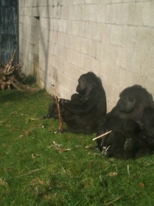 Moms and baby gorillas! Insert Tarzan reference here